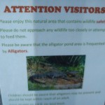 Lyckades tyvärr inte se en enda vild alligator :(